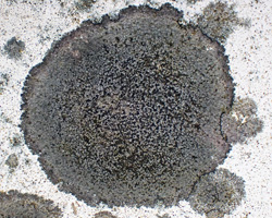 Buellia aethalea forme K- sur substrats artificiels.